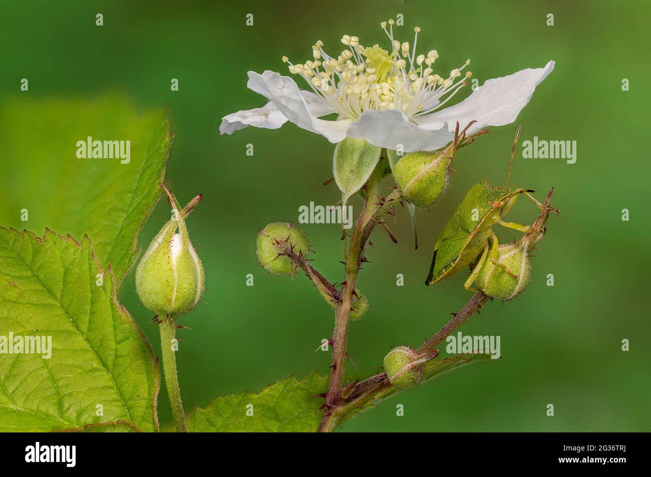 Green shield bug, Common green shield bug (Palomena prasina), shield bud on black berry flower bud, Germany, Bavaria Stock Photo