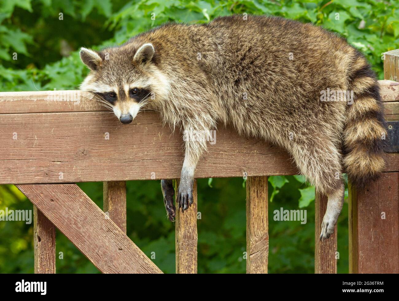 Raccoon draped on wooden deck railing relaxing in early evening. Stock Photo
