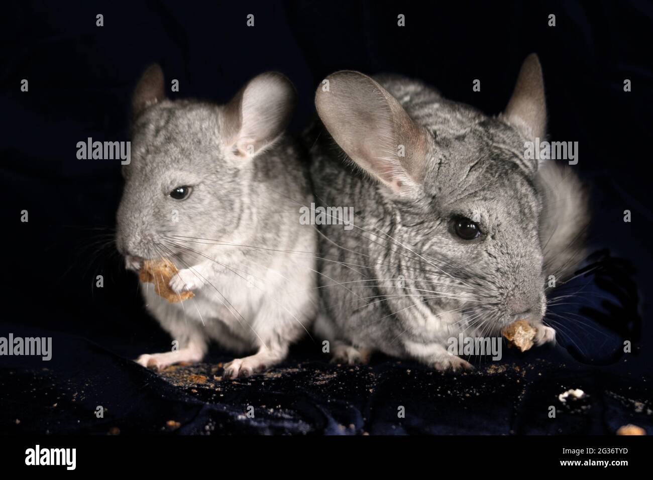 chinchilla (Chinchilla spec.), front view feeding, black background, composing Stock Photo