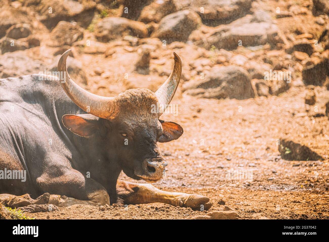 Goa India Gaur Bull Bos Gaurus Or Indian Bison Resting On Ground It