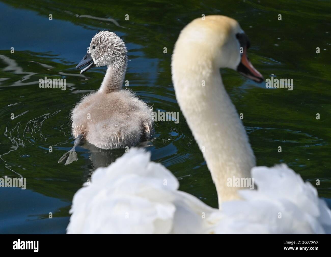 Bad Saarow, Germany. 14th June, 2021. A young mute swan swims next to a parent on Lake Scharmützel in the Oder-Spree district. The body of water in the Storkower Land, also called the Märkisches Meer by Fontane, is the largest lake in Brandenburg with about 1,500 hectares of water surface. Credit: Patrick Pleul/dpa-Zentralbild/ZB/dpa/Alamy Live News Stock Photo