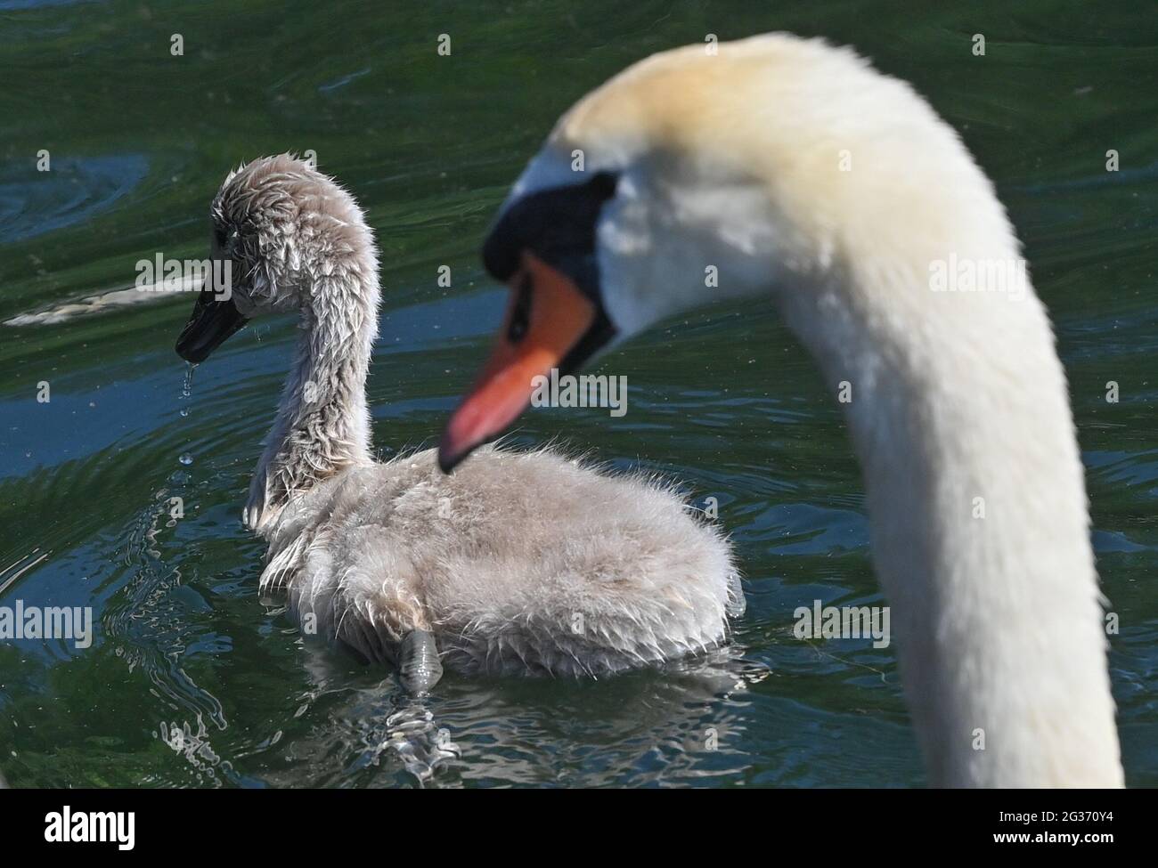 Bad Saarow, Germany. 14th June, 2021. A young mute swan swims next to a parent on Lake Scharmützel in the Oder-Spree district. The body of water in the Storkower Land, also called the Märkisches Meer by Fontane, is the largest lake in Brandenburg with about 1,500 hectares of water surface. Credit: Patrick Pleul/dpa-Zentralbild/ZB/dpa/Alamy Live News Stock Photo