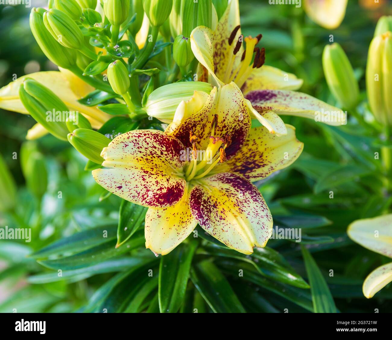 Lily blooms hi res stock photography and images Alamy