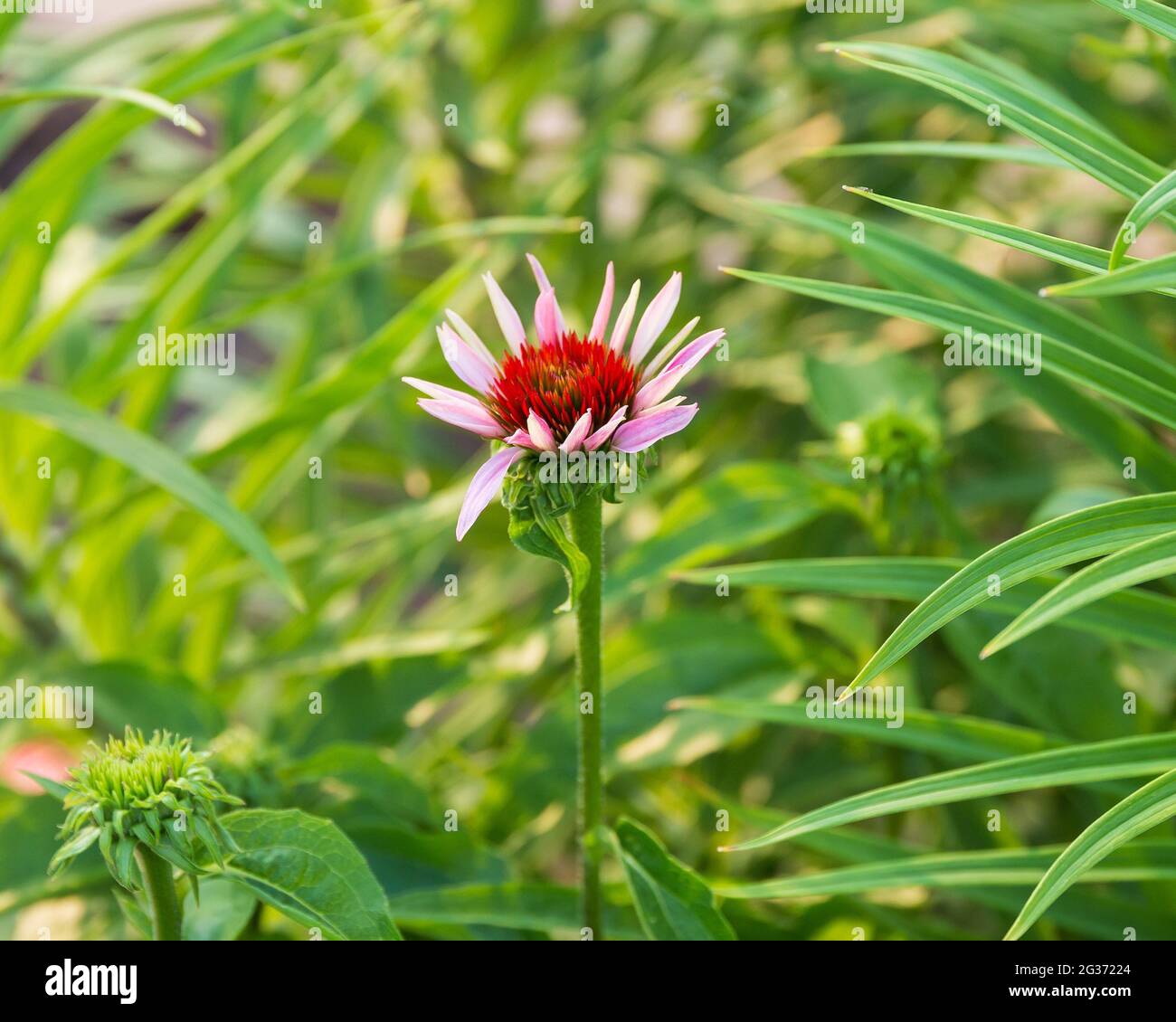 the first coneflower to bloom in the back garden Stock Photo Alamy
