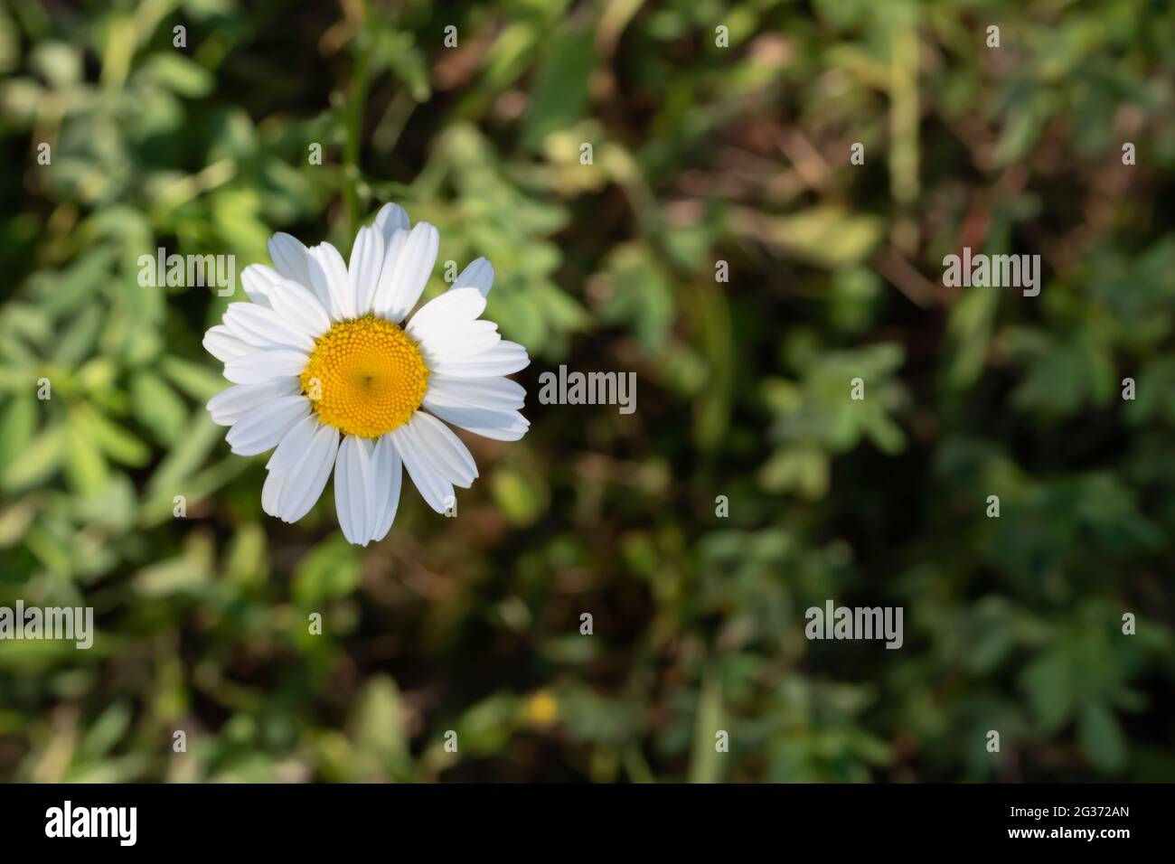 Overhead view of single oxeye daisy - Leucanthemum vulgare - against a green bokeh background. Stock Photo