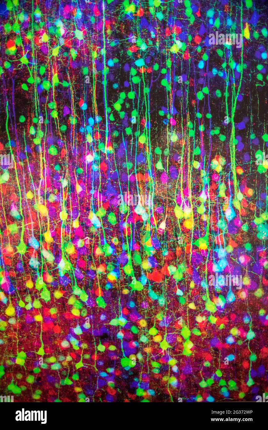 Individual Neurons in the technique brainbow. Brain exhibition Inside MIT Museum Building at 265 Massachusetts Avenue Cambridge, Boston Massachusetts. Stock Photo