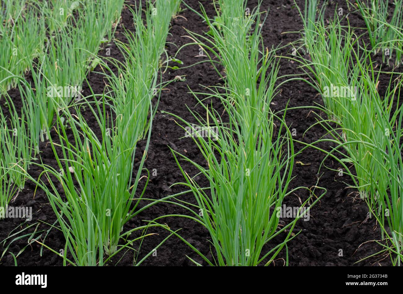 Fresh Organic Onion Growing in Garden Green Onion on Garden Bed Stock ...