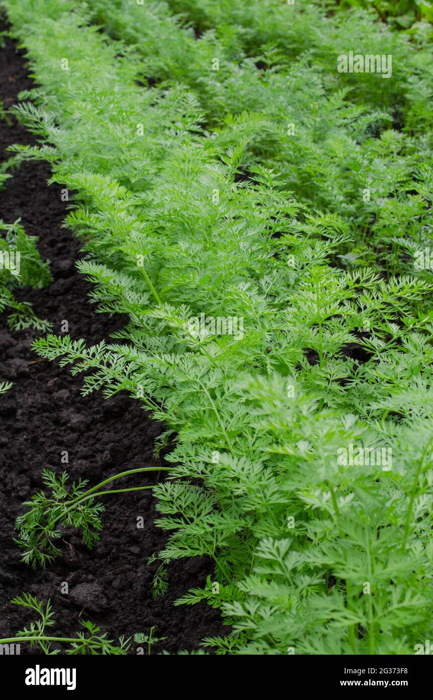 Fresh Organic Carrot Growing in Garden Carrot on Garden Bed Stock Photo ...