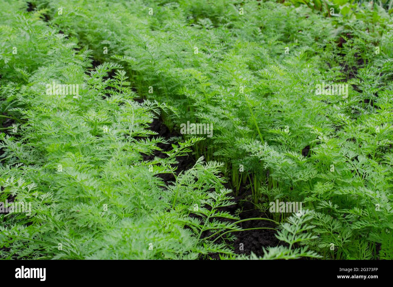 Fresh Organic Carrot Growing in Garden Carrot on Garden Bed Stock Photo ...