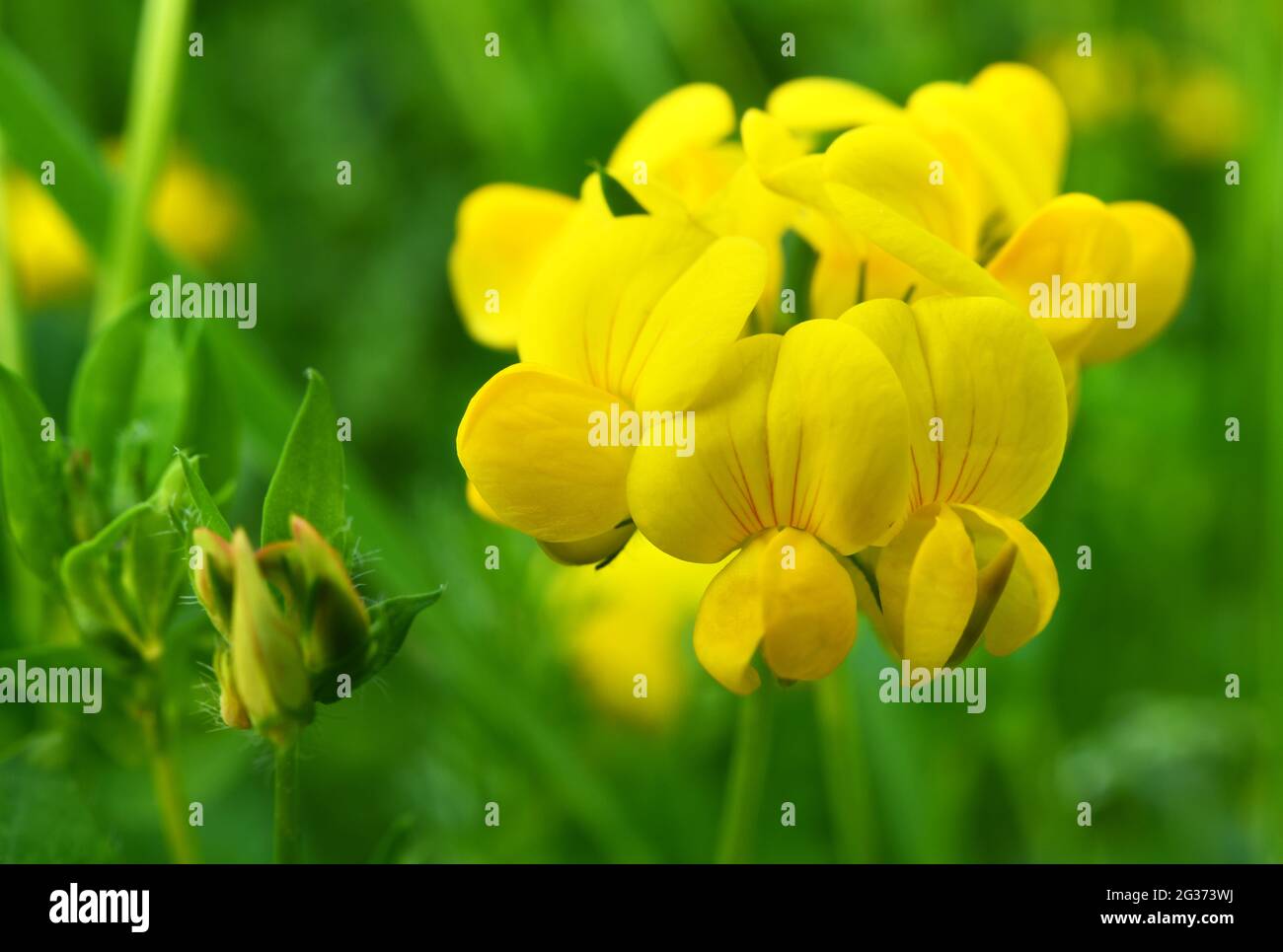 Yellow clover weed hires stock photography and images Alamy