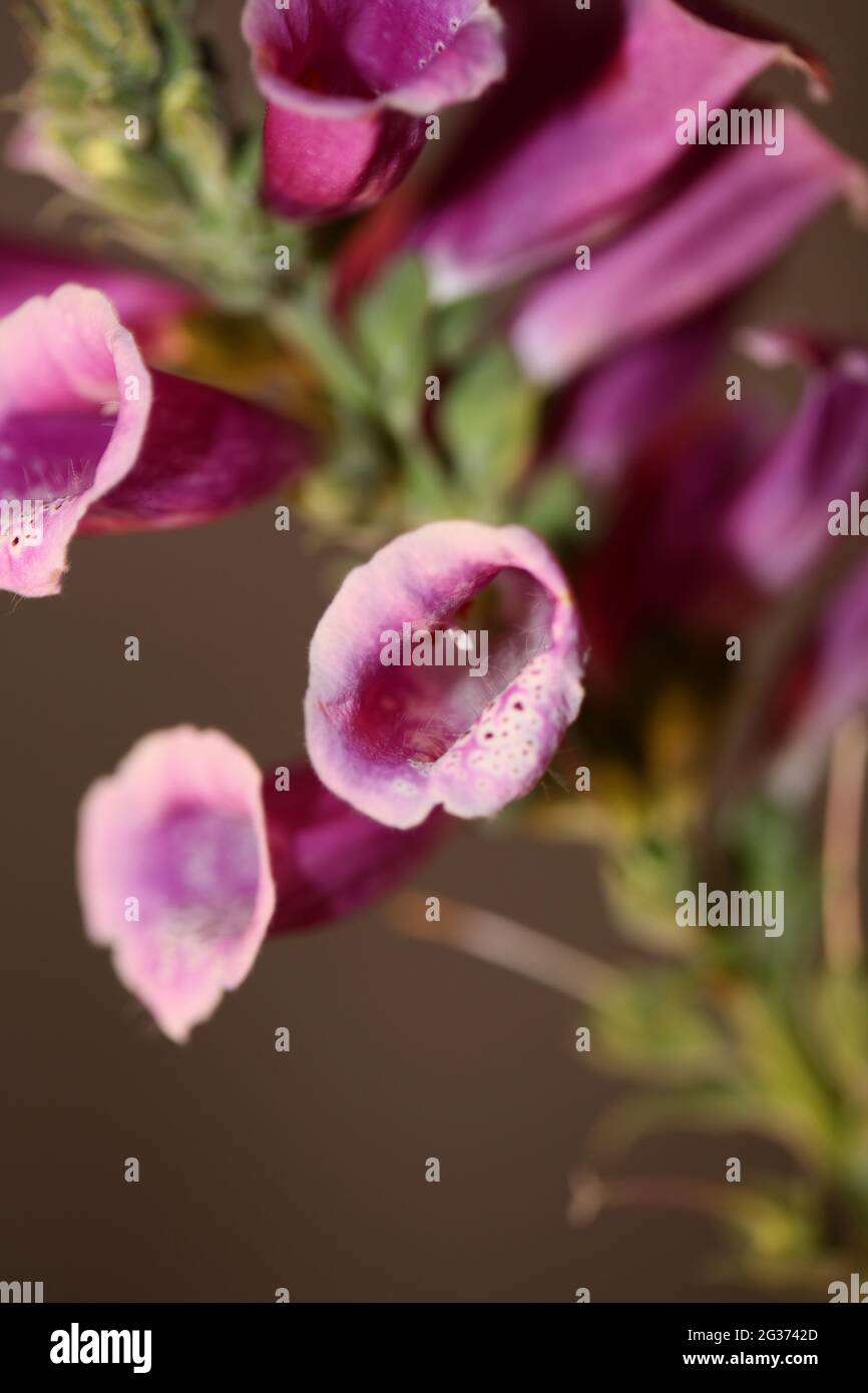 Purple flower blossom close up background digitalis purpurea family plantaginaceae high quality big size prints Stock Photo