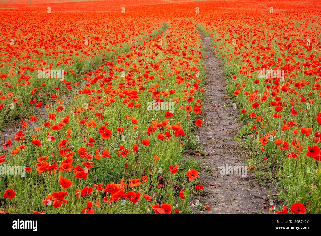 Unusual poppy colour hi-res stock photography and images - Alamy