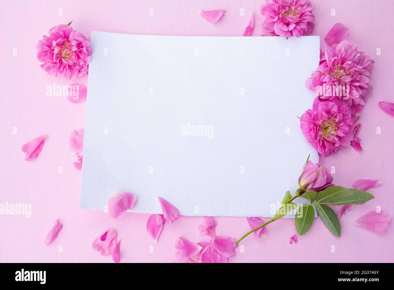 Blank paper card mockup on pink pastel background and delicate pink ...