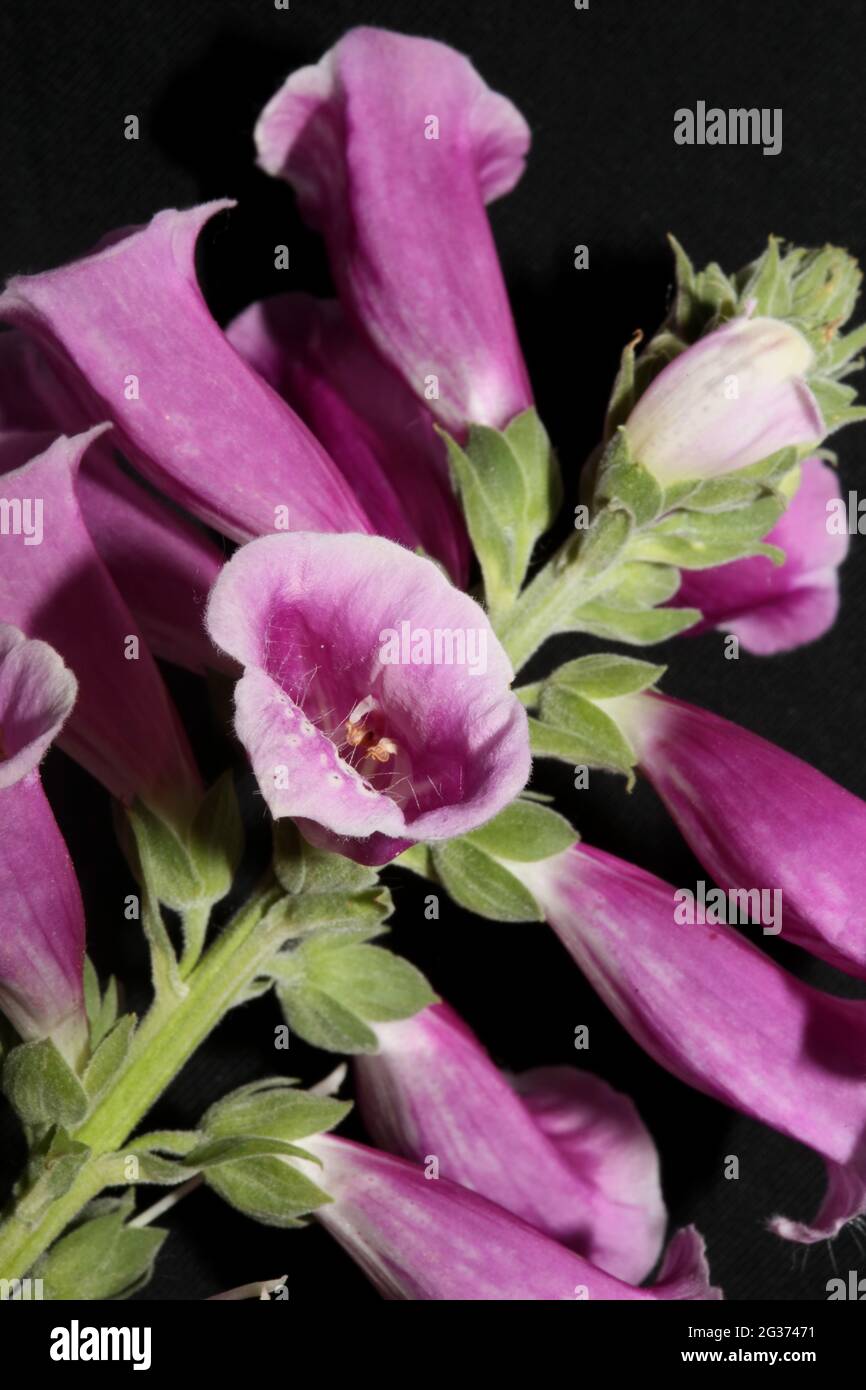Purple flower blossom close up background digitalis purpurea family plantaginaceae high quality big size prints Stock Photo