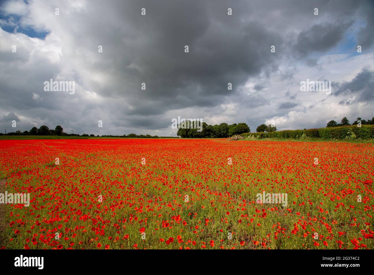 Unusual poppy colour hi-res stock photography and images - Alamy