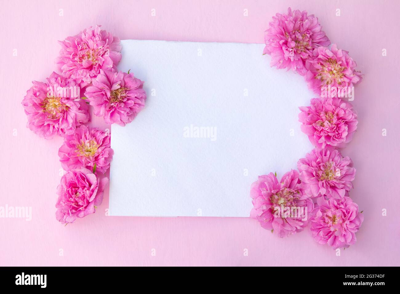 Blank paper card mockup on pink pastel background and delicate pink ...