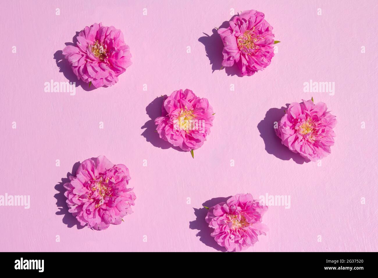 Original layout with bright pink rose flowers on pink background. Flat ...