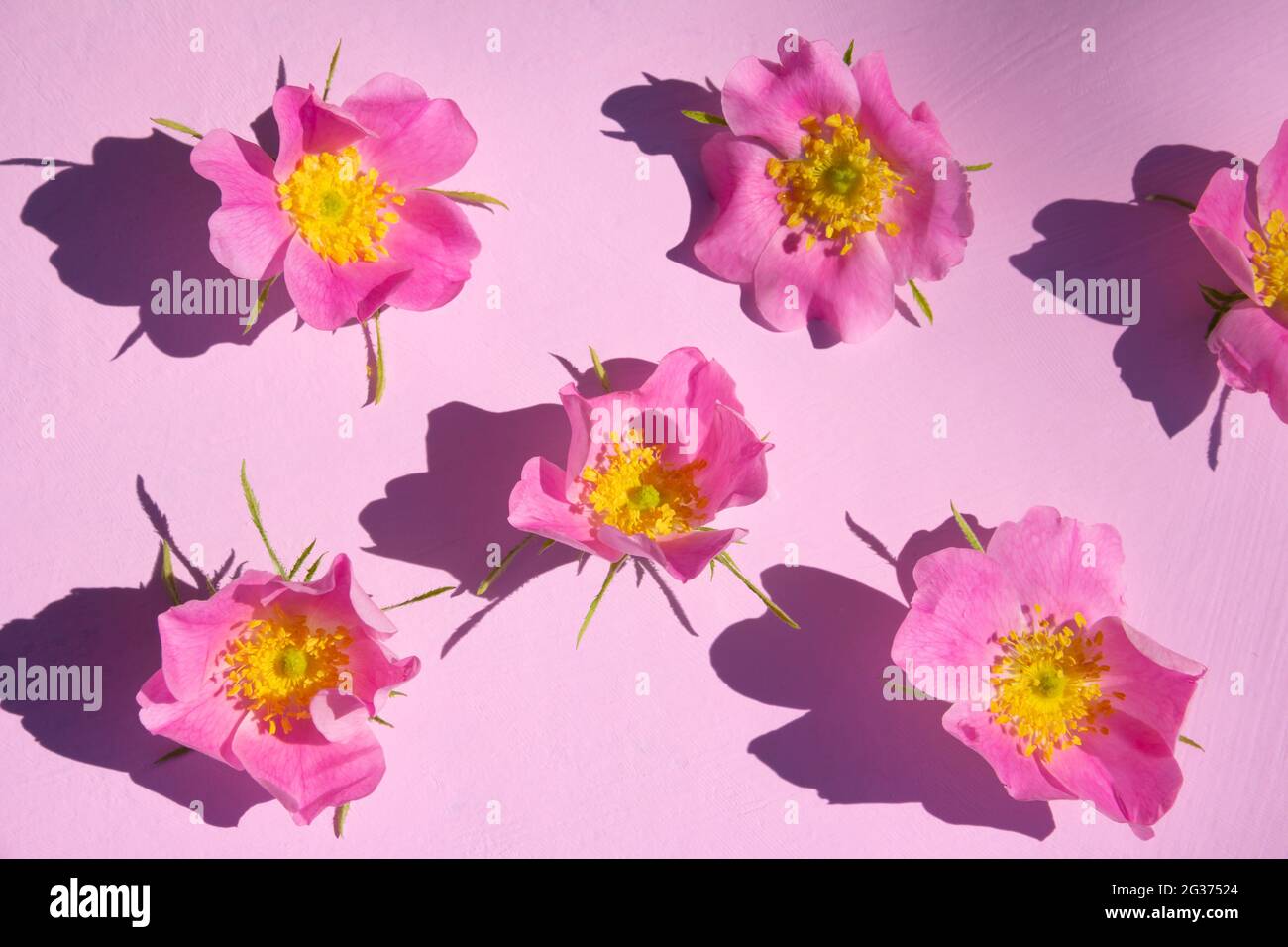 Original layout with bright pink rose flowers on pink background. Flat ...