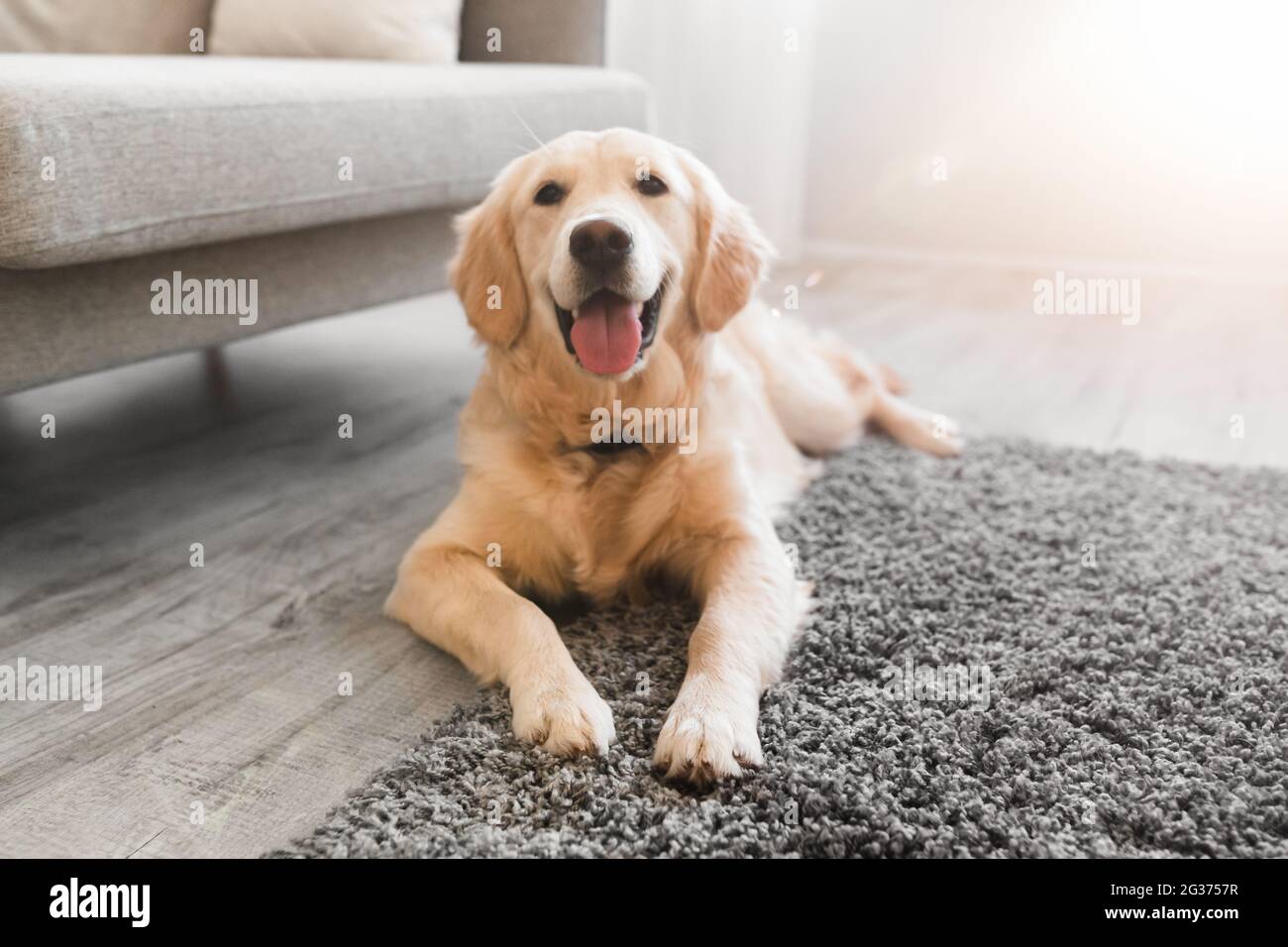 Portrait of cute healthy dog lying on the floor carpet Stock Photo - Alamy
