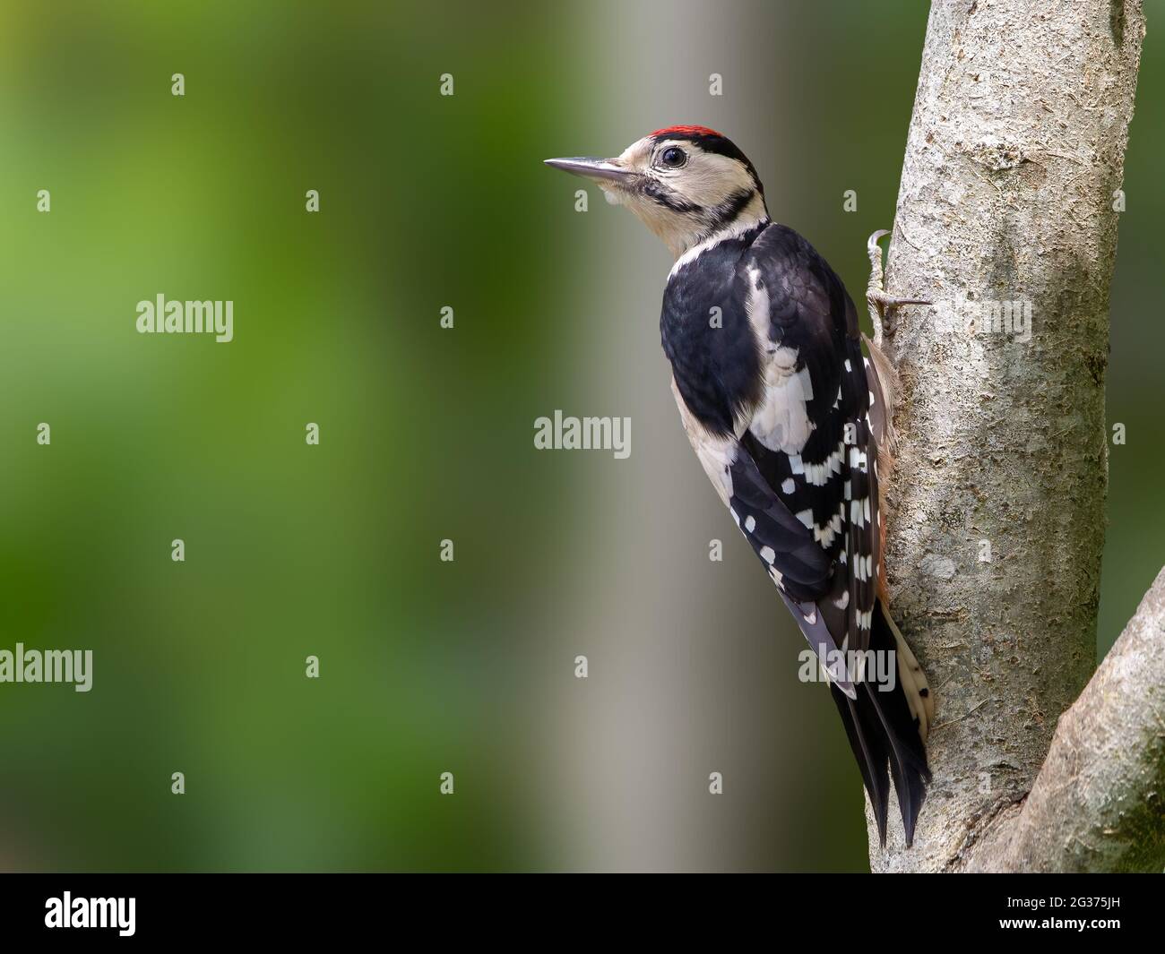 A Great Spotted woodpecker perched on the branch of a tree Stock Photo