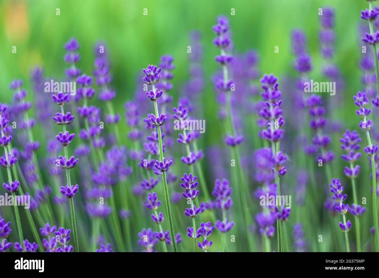 Field of lavender. Purple floral pattern. Nature background, flowery summer wallpaper. Wild flowers, bed. Blurred bokeh, green grass. Gardening concep Stock Photo