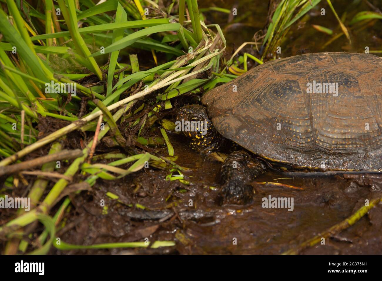 Black marsh turtle hi-res stock photography and images - Alamy