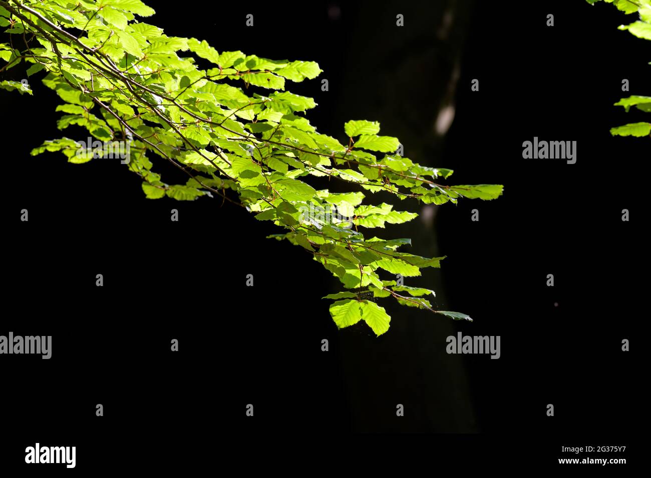 Fresh green leaves lit up with sunlight in the forest Stock Photo - Alamy