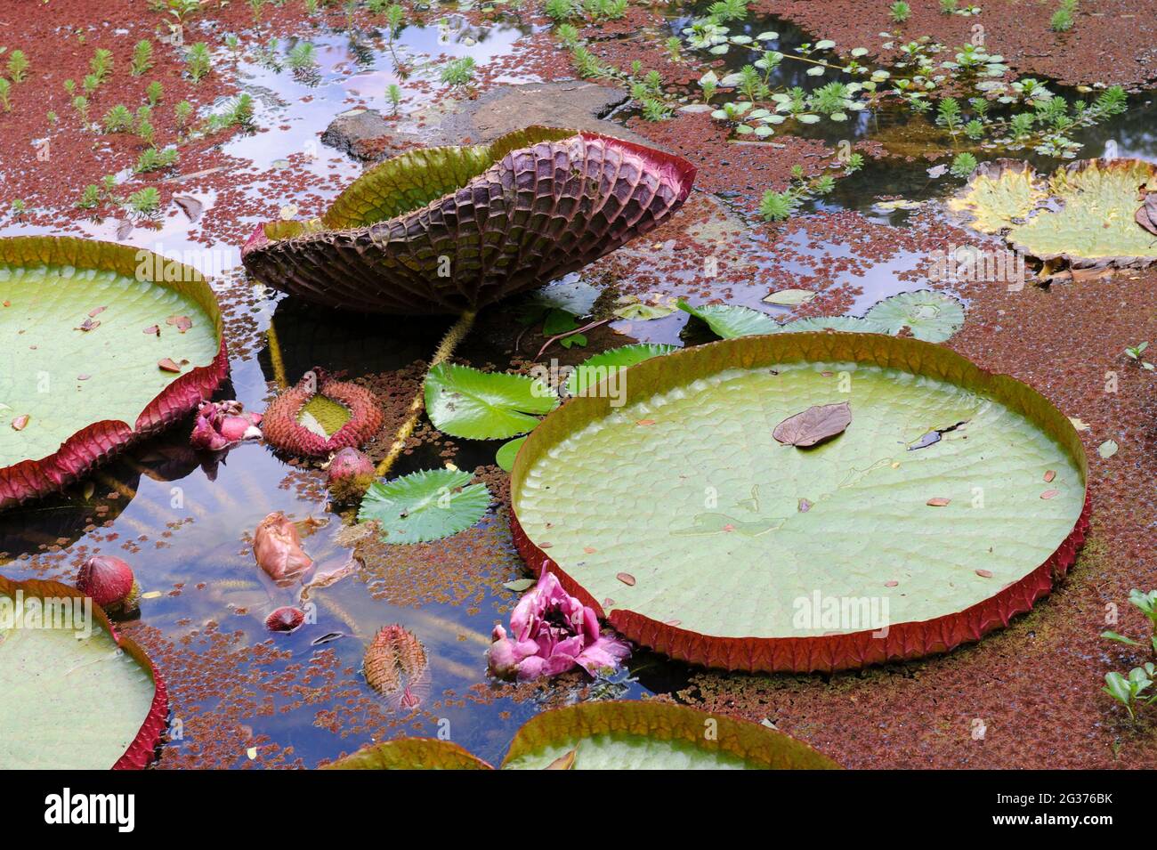 Victoria Water Lily, aka Giant Amazon Water Lily (Victoria amazonica