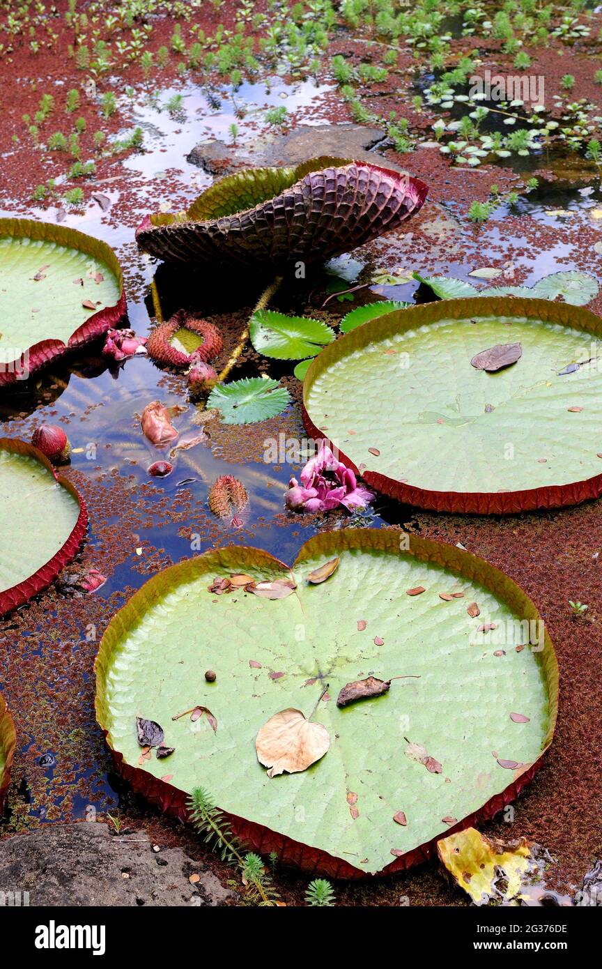 Victoria Water Lily, aka Giant Amazon Water Lily (Victoria amazonica
