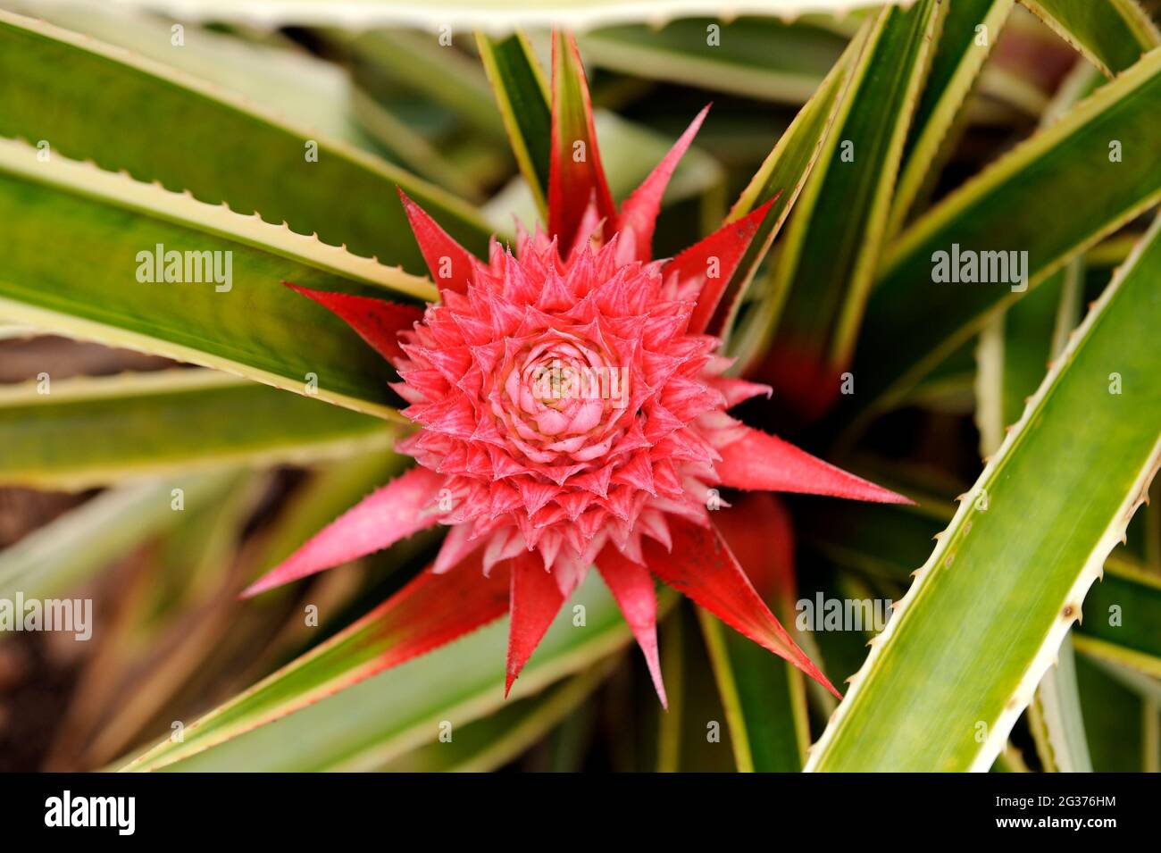 Flower of ornamental pineapple (Ananas sp). Oahu, Hawaii Stock Photo