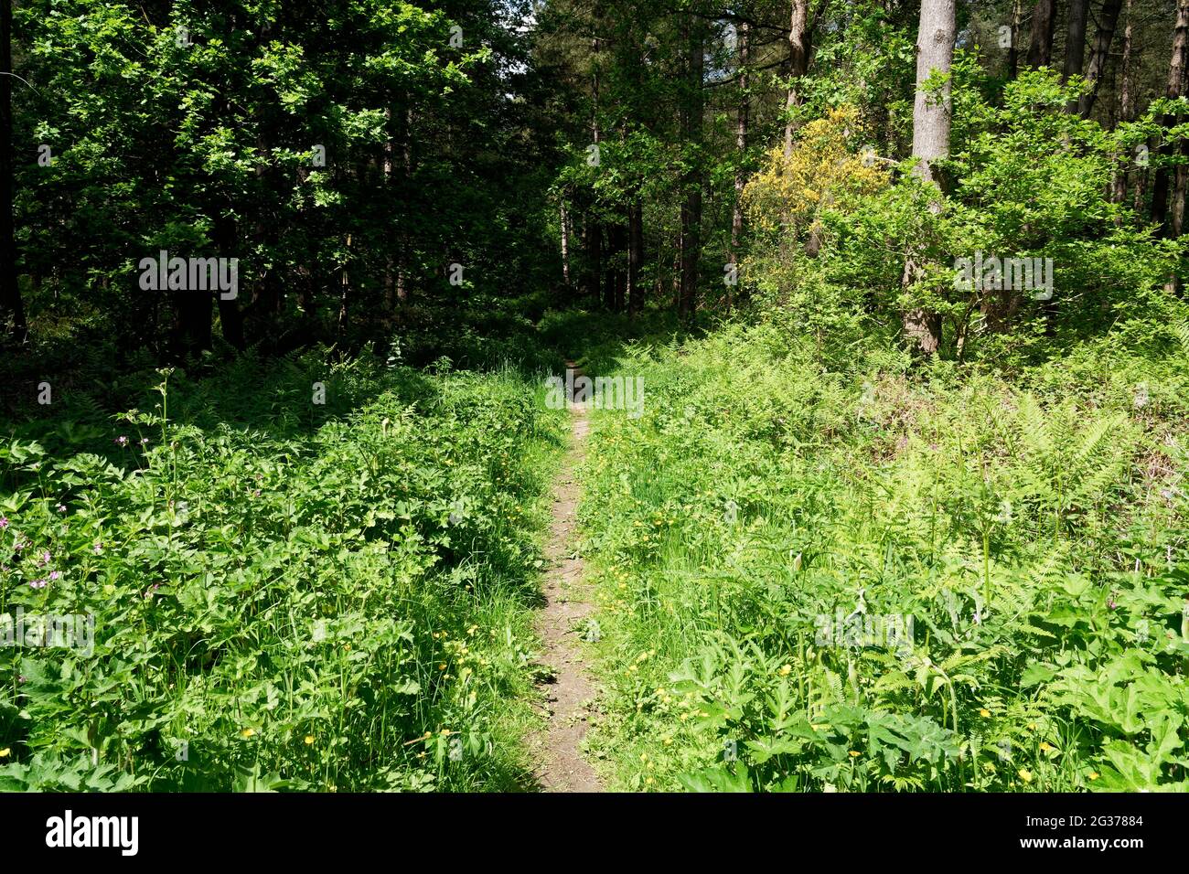 Narrow, overgrown footpath in bright sunlight disappears in to a dark forest in the Derbyshire countryside. Stock Photo