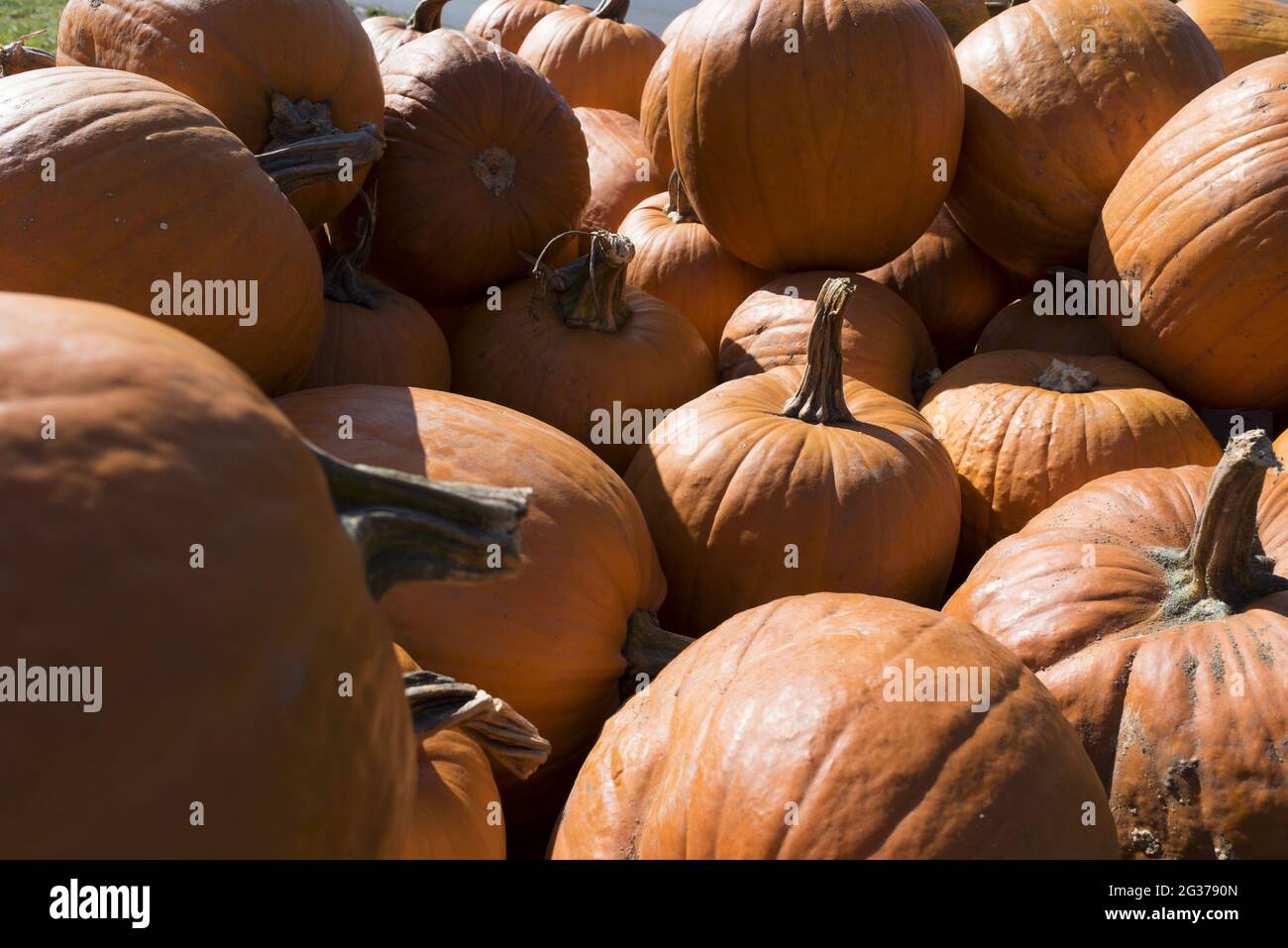 Pile of fresh raw pumpkins under the sunlight Stock Photo - Alamy