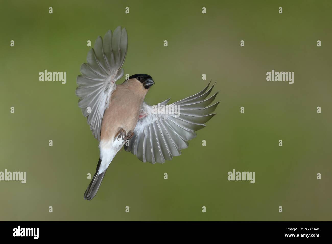 Eurasian bullfinch (Pyrrhula pyrrhula), female in flight, North Rhine-Westphalia, Germany Stock Photo