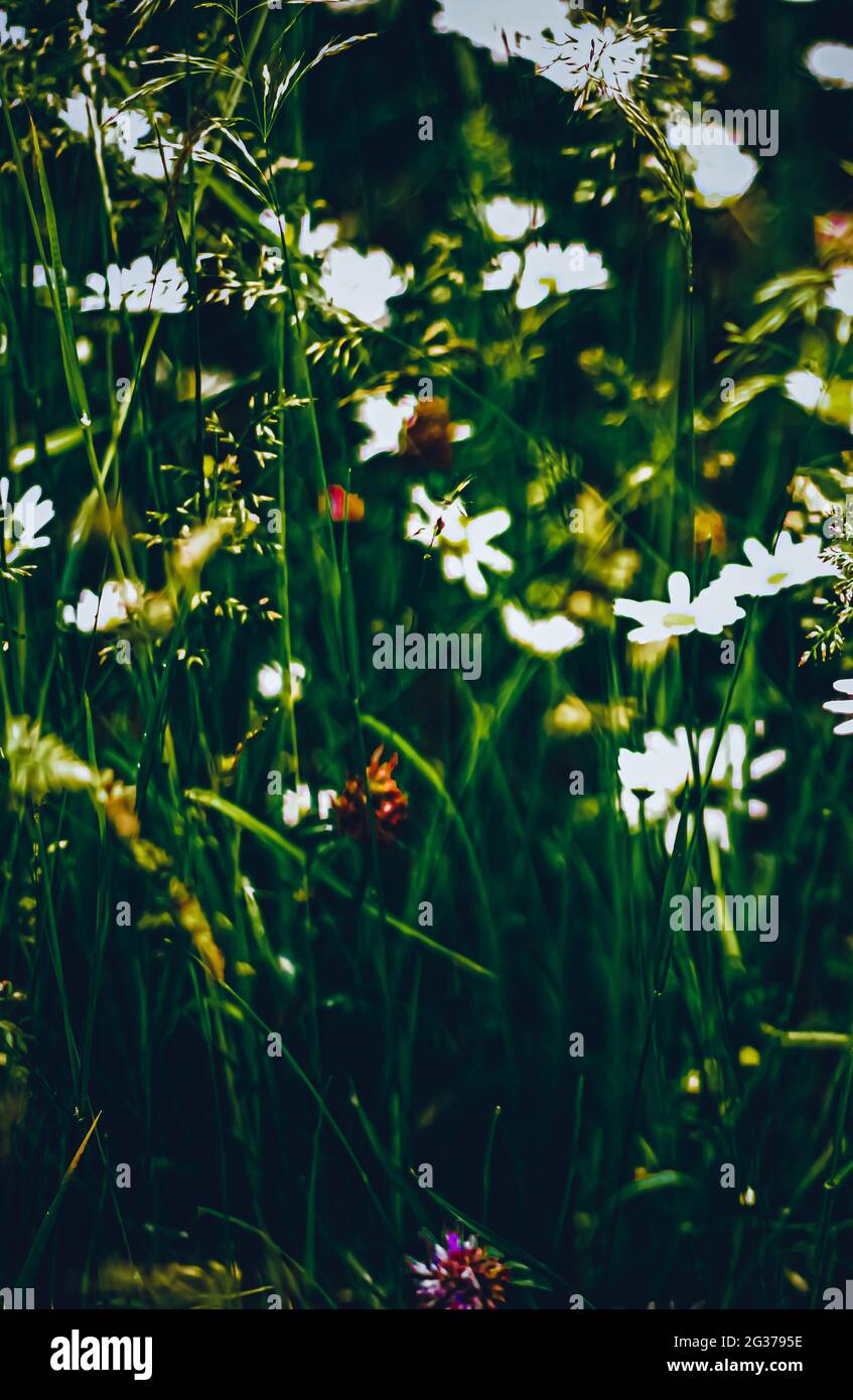 Daisy meadow in summer, green grass and blooming flowers, chamomile ...