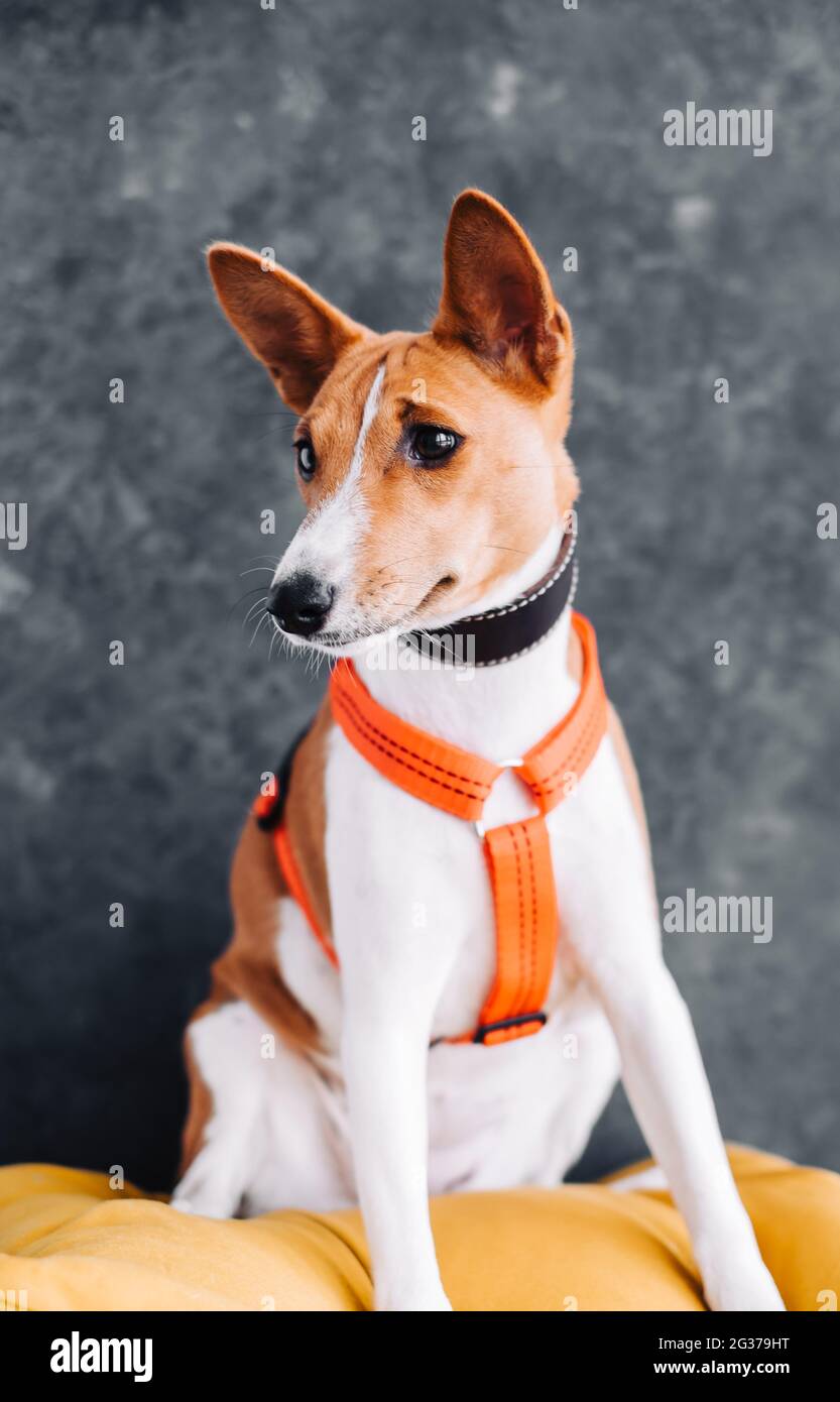 Portrait of red white basenji dog sitting on yellow pillow Stock Photo ...