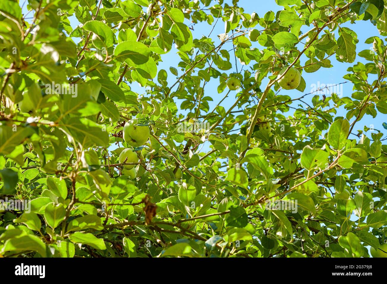 fresh green apple tree in garden during summer Stock Photo - Alamy