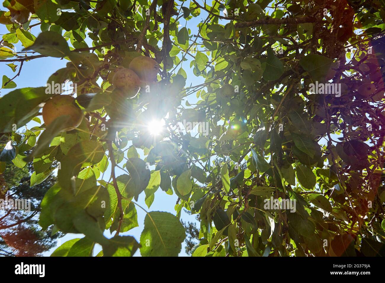 fresh green apple tree in garden during summer Stock Photo - Alamy