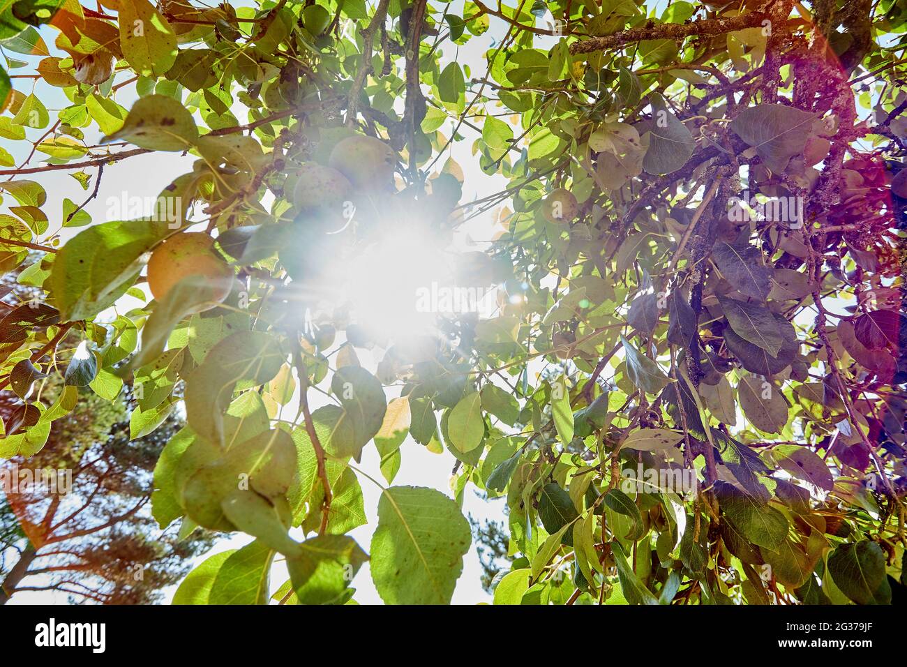 fresh green apple tree in garden during summer Stock Photo - Alamy