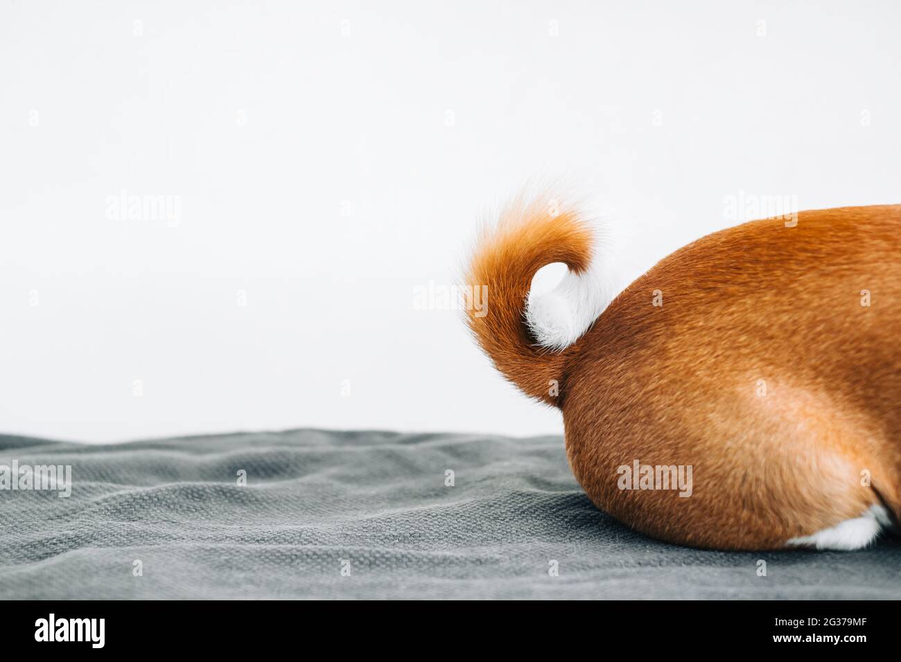 Dog tail twisted into a ring with copy space Stock Photo Alamy