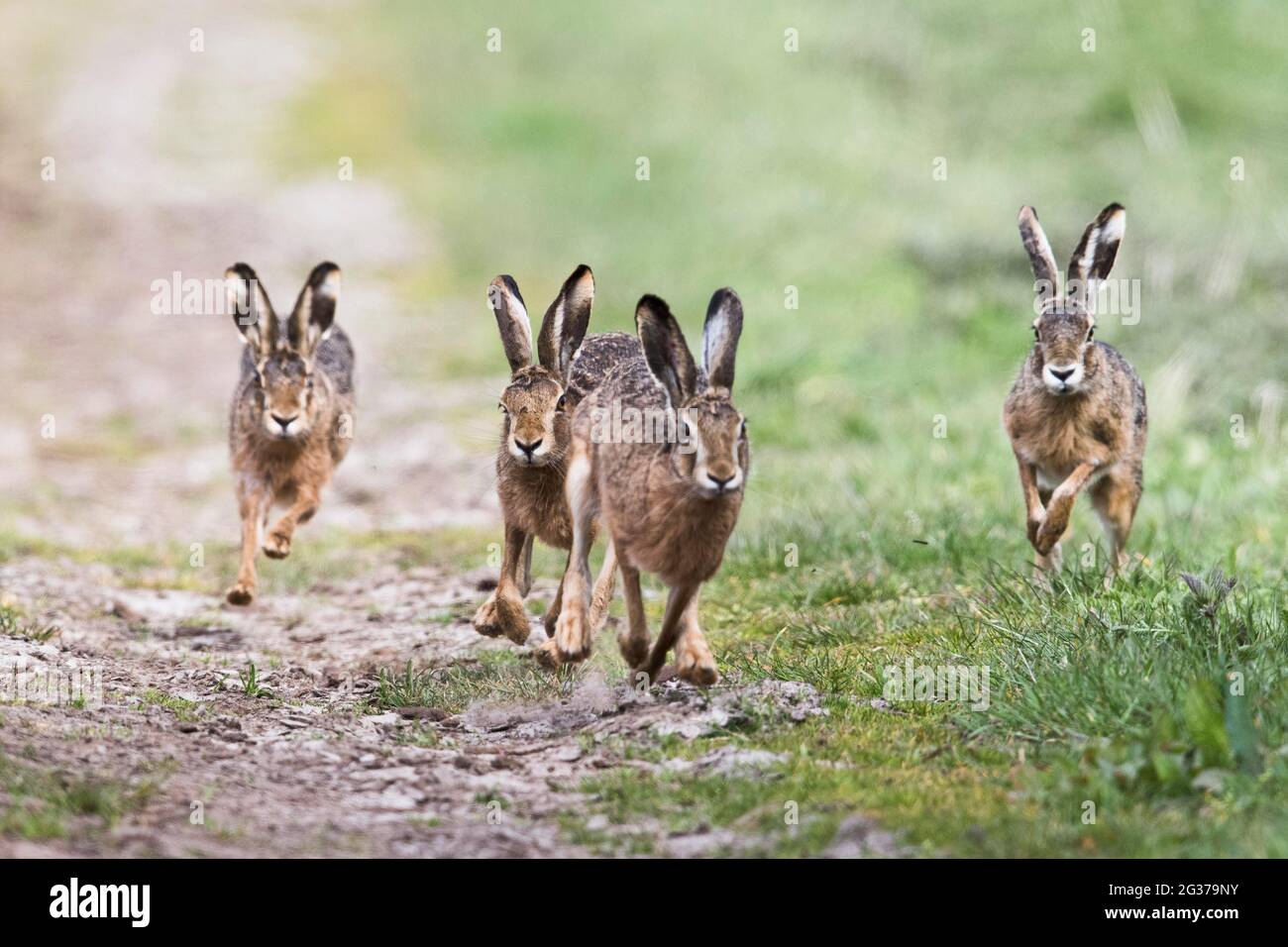 European hares (Lepus europaeus), chase, Emsland, Lower Saxony, Germany Stock Photo