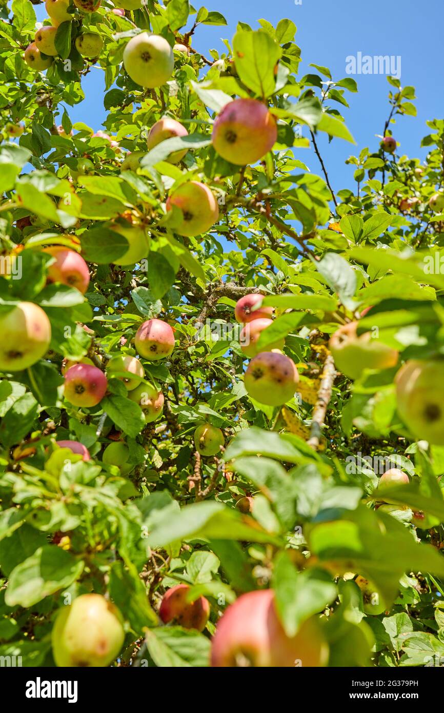 fresh green apple tree in garden during summer Stock Photo Alamy