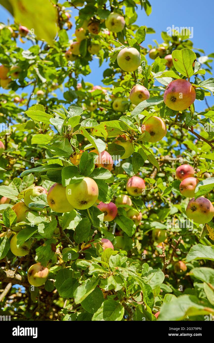 fresh green apple tree in garden during summer Stock Photo - Alamy