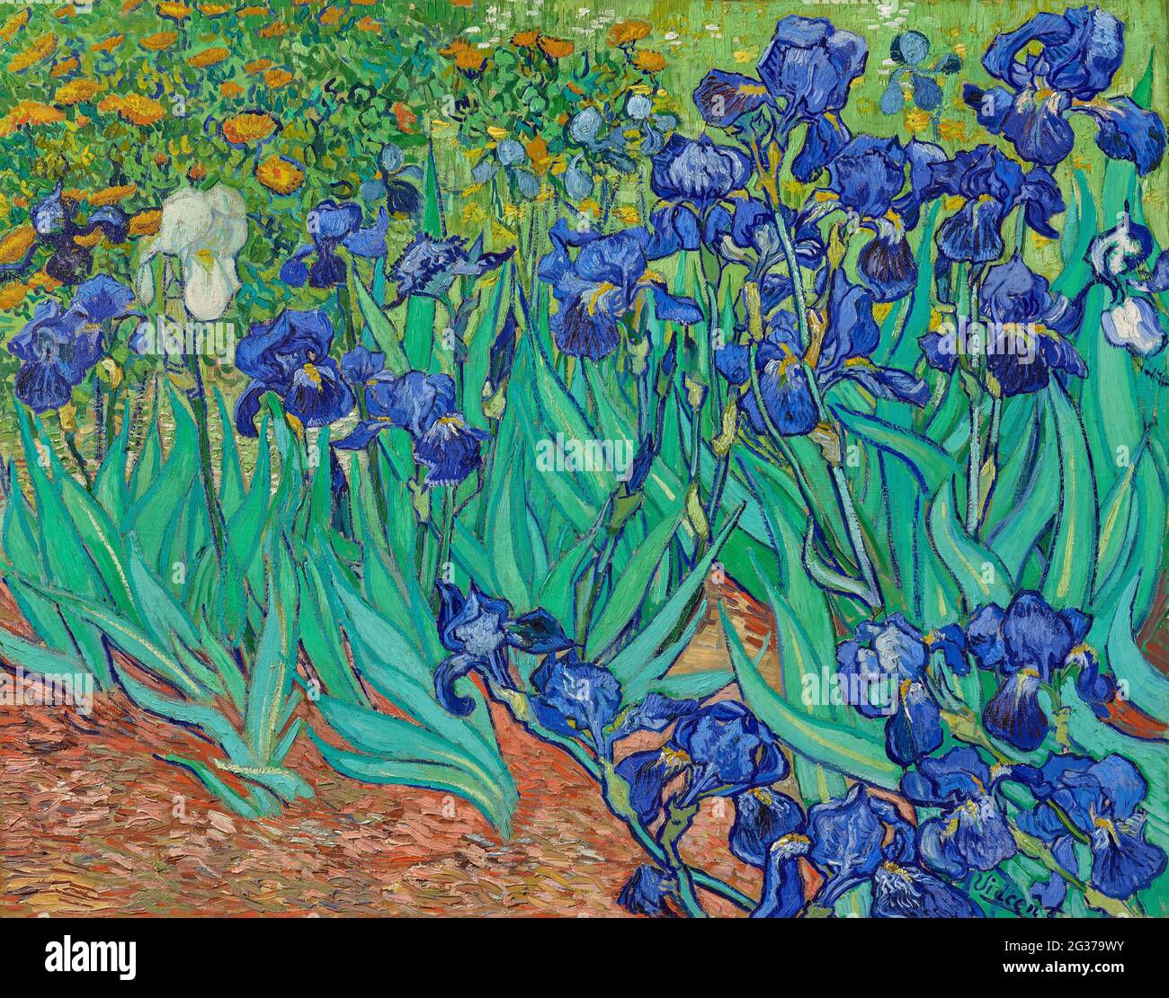 Vincent van gogh irises van gogh museum hires stock photography and
