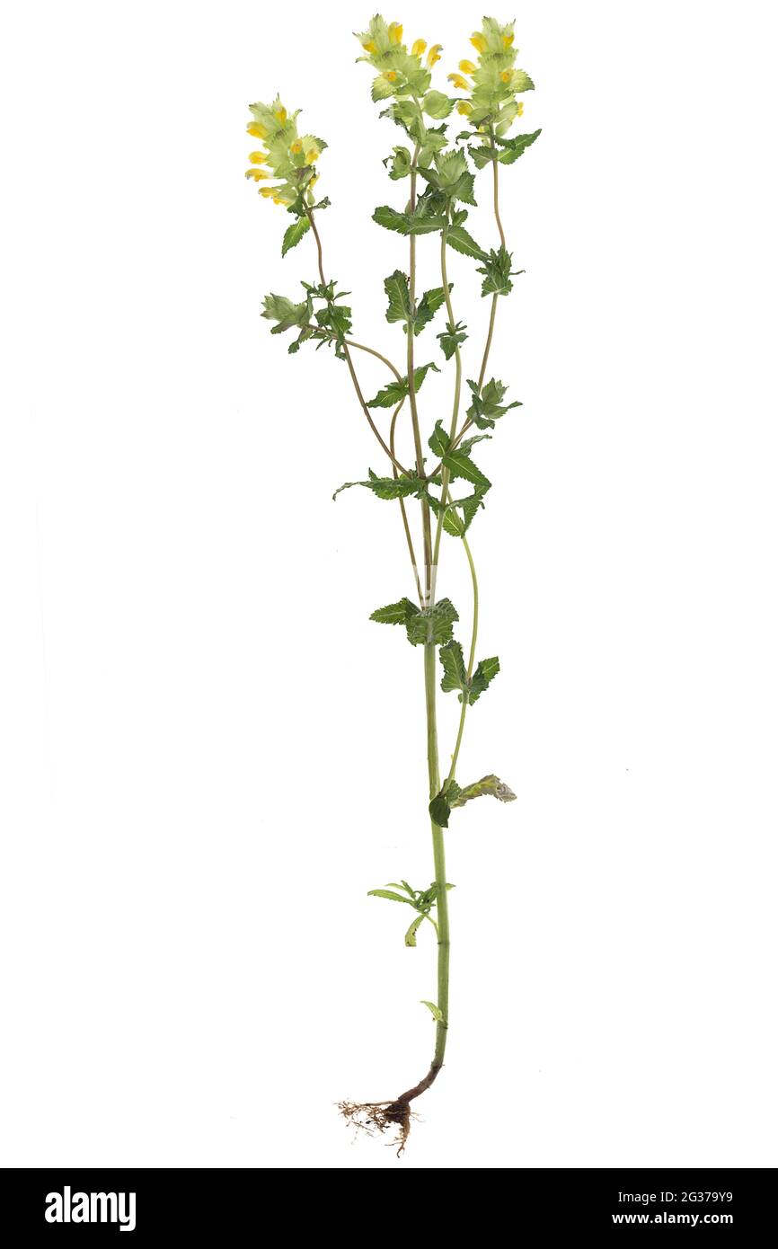 Greater Yellow Rattle y Stock Photo