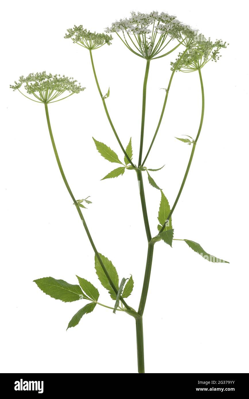 flowering-ground-elder-aegopodium-podagraria-on-white-ground-studio