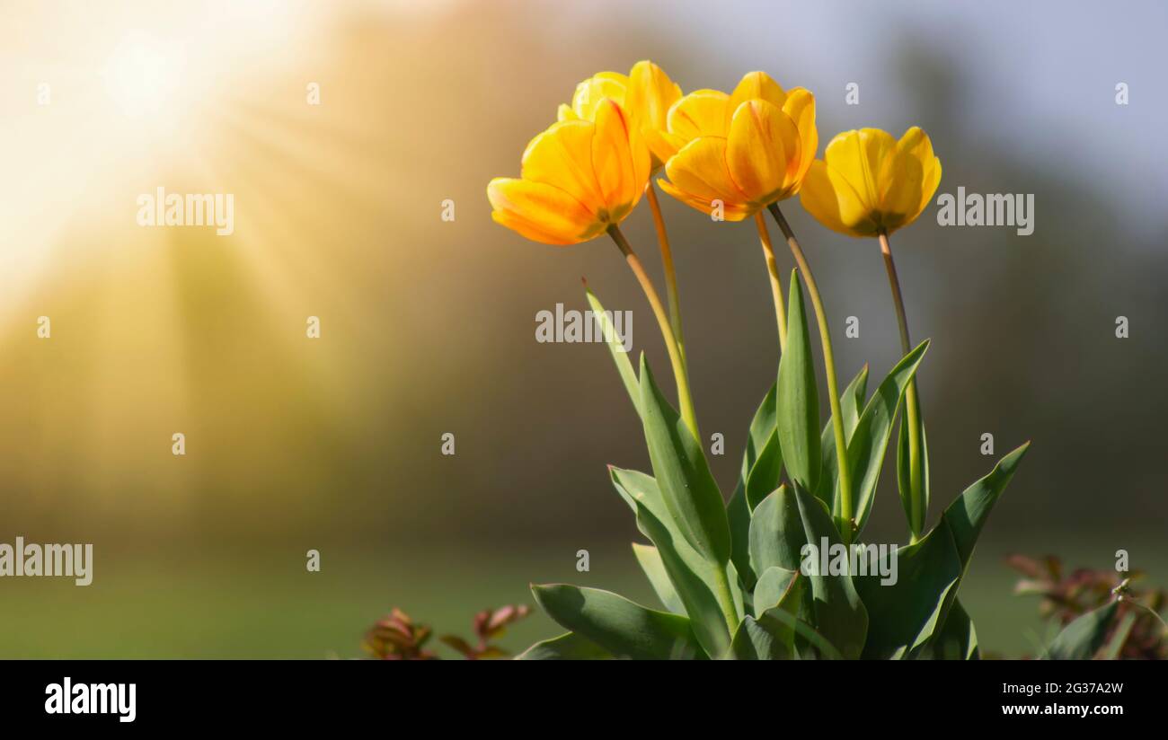 Yellow tulips in the bright sun in the garden on the flowerbed. Spring ...