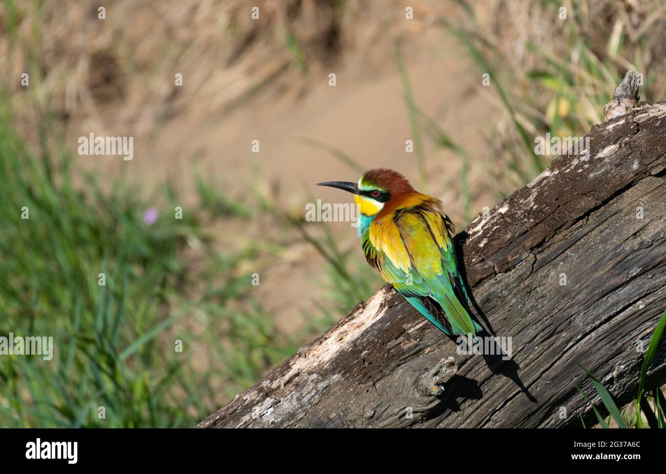 Bee-eater (Merops apiaster), sitting on a branch, Lower Austria, Austria Stock Photo