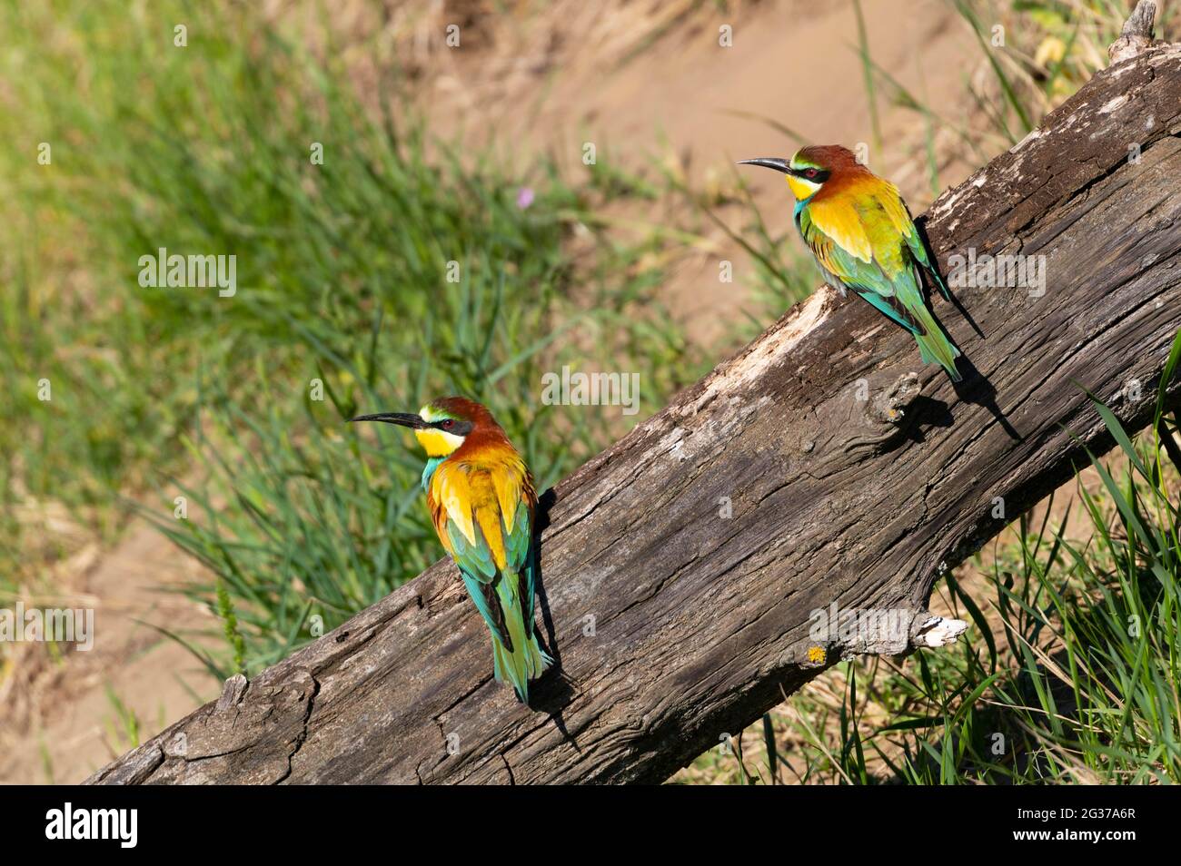 Bee-eater (Merops apiaster), sitting on a branch, Lower Austria, Austria Stock Photo
