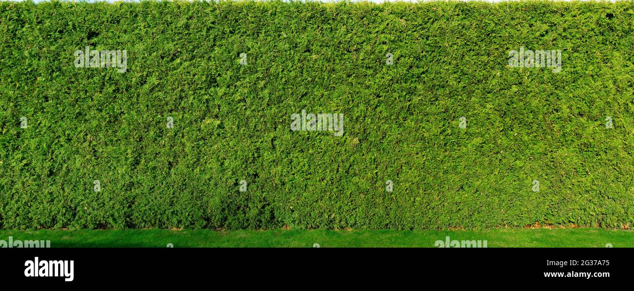 Thuja tree fence. Smooth high living fence. Thuja background for a living fence. Stock Photo