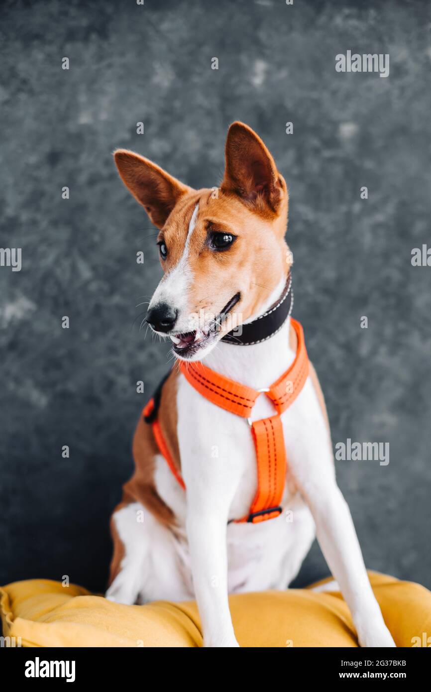 Portrait of red white basenji dog sitting on yellow pillow Stock Photo ...